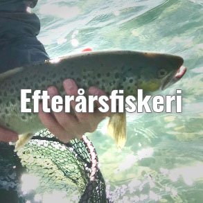 Blink til havørred Efterår