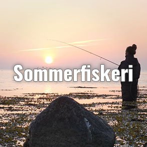 Blink til havørred Sommer