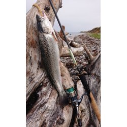 Gennemlber Hugormen "Seenadeel"