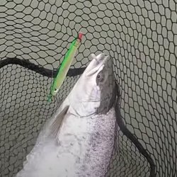 Gennemlber Hugormen "Green Tobi" UV Red Tail