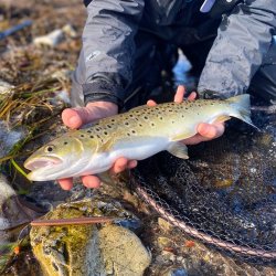 Eel Kobber Grn Gennemlber