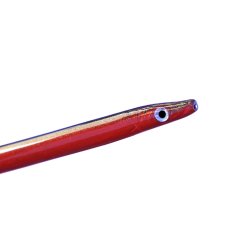 Eel Schwarz/Rote Durchlaufblinker