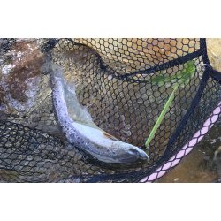 Eel Tobis Gennemlber