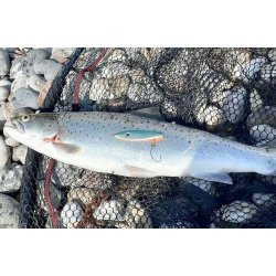 Gennemlber Spidsmusen "Sunrise"