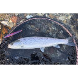 Durchlaufblinker "Hugormen Brsten Bl" Borstenwurm