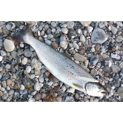 Gennemlber Hugormen "Raw" med Top Coat