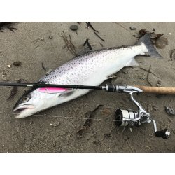 Gennemlber Spidsmusen Flamingo UV