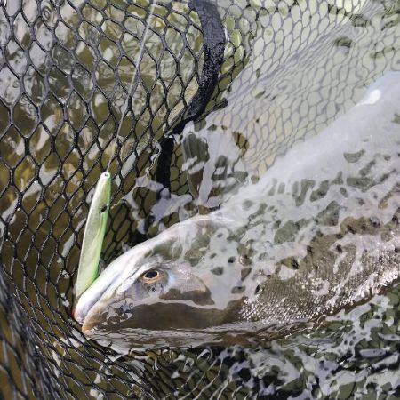 Havørred i fiskenet, fanget på gennemløbsblinket Spidsmusen Green Tobi fra Tight Line lures