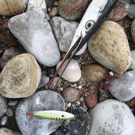 Hornfisk fanget på gennemløbsblinket Spidsmusen Yellow Makrel fra Tight Line Lures